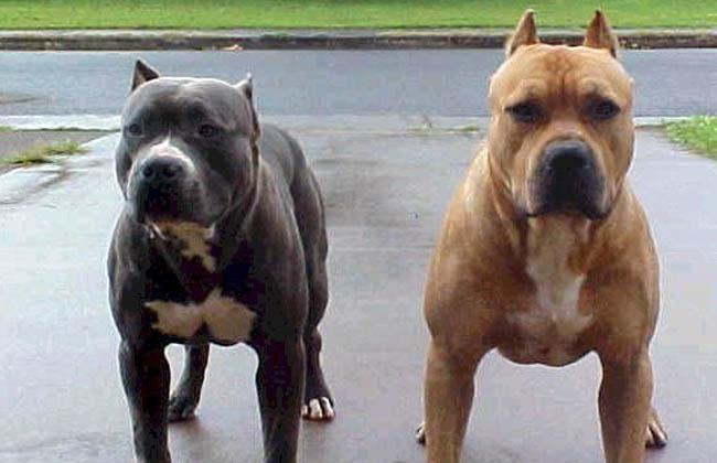 Ataques De Perros Pitbull A Perros - Imagui